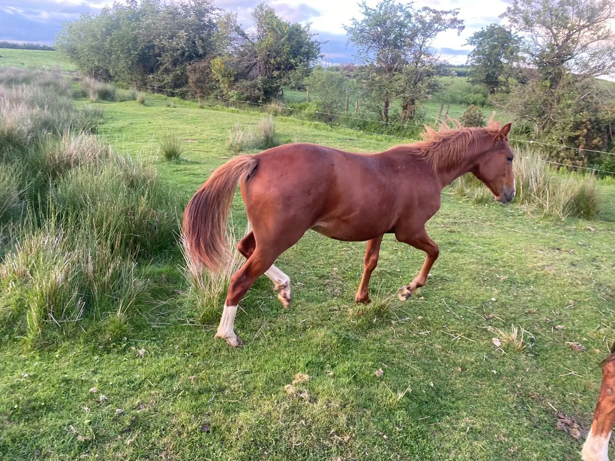 INDIAN GOLD COLT YEARLING CHESTNUTT OUT OF TB MARE - Image 3
