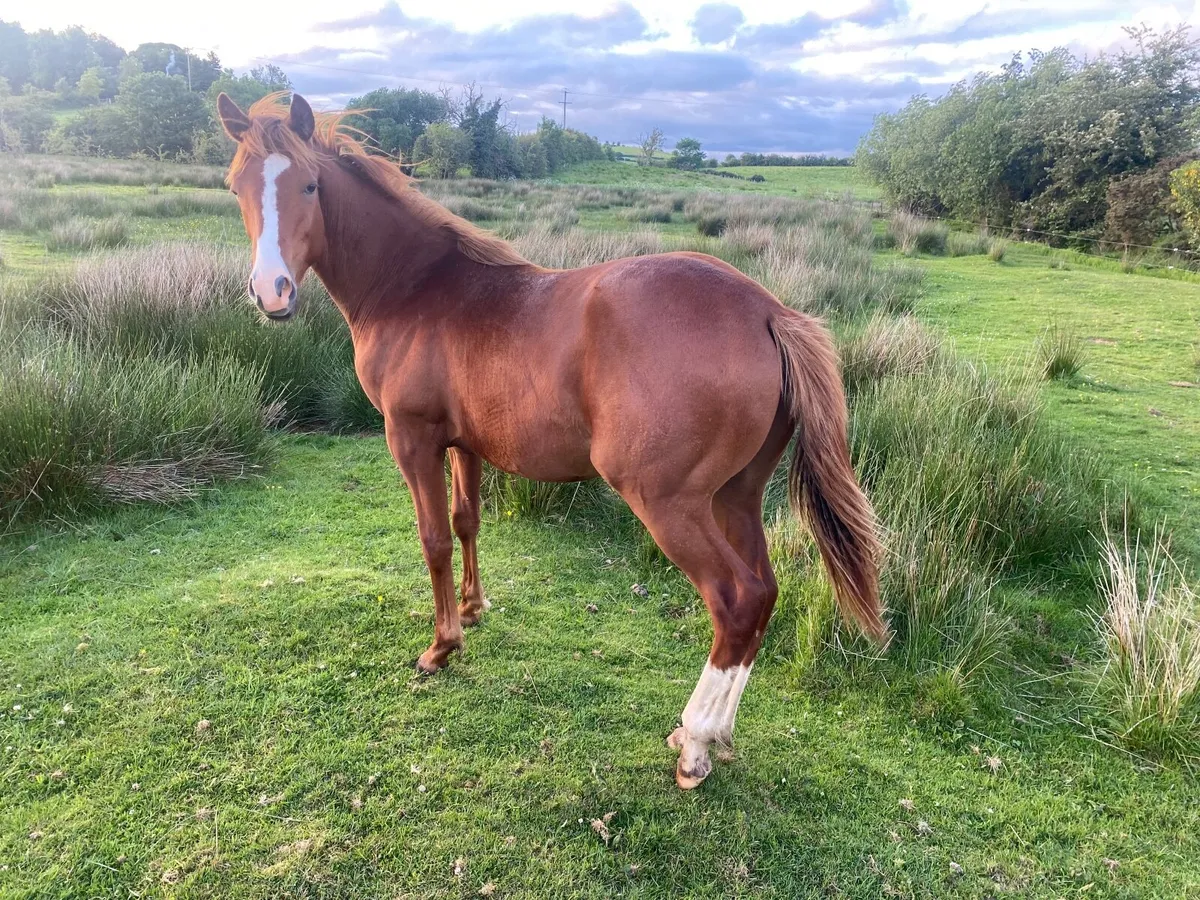 INDIAN GOLD COLT YEARLING CHESTNUTT OUT OF TB MARE - Image 4