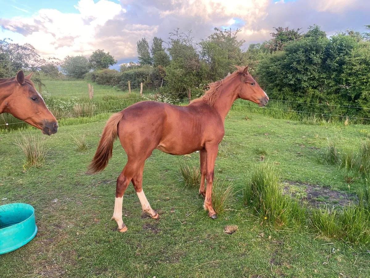 INDIAN GOLD COLT YEARLING CHESTNUTT OUT OF TB MARE - Image 2