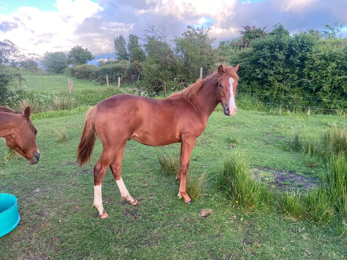INDIAN GOLD COLT YEARLING CHESTNUTT OUT OF TB MARE - Image 1