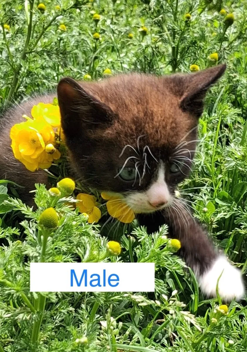 Beautiful Kittens-potty trained - Image 4