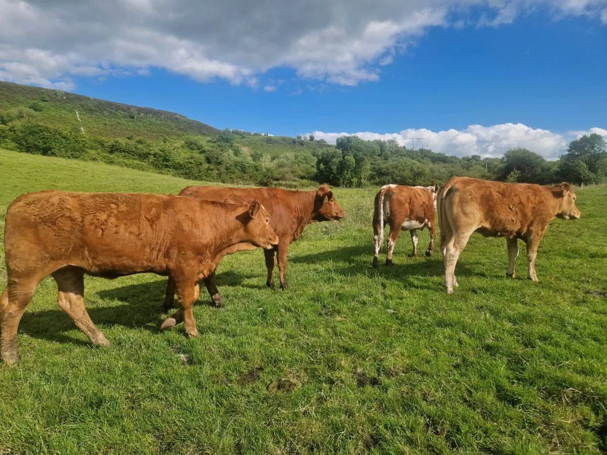 6 Heifers 5 star - Image 2