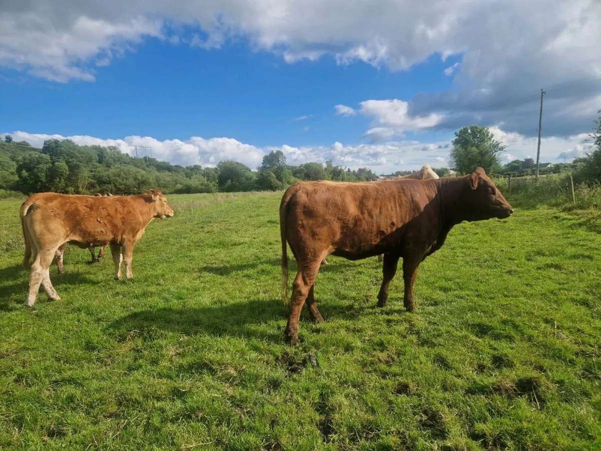 6 Heifers 5 star - Image 3