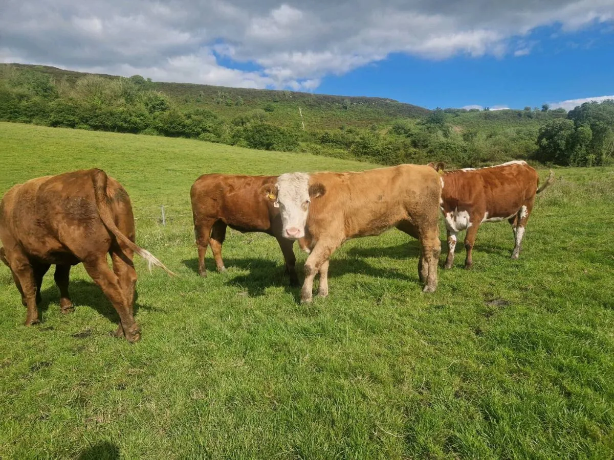 6 Heifers 5 star - Image 4