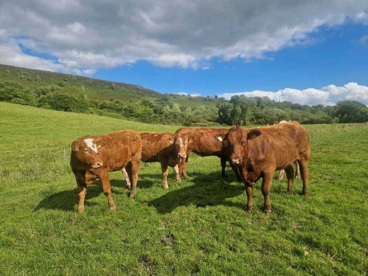 6 Heifers 5 star - Image 1