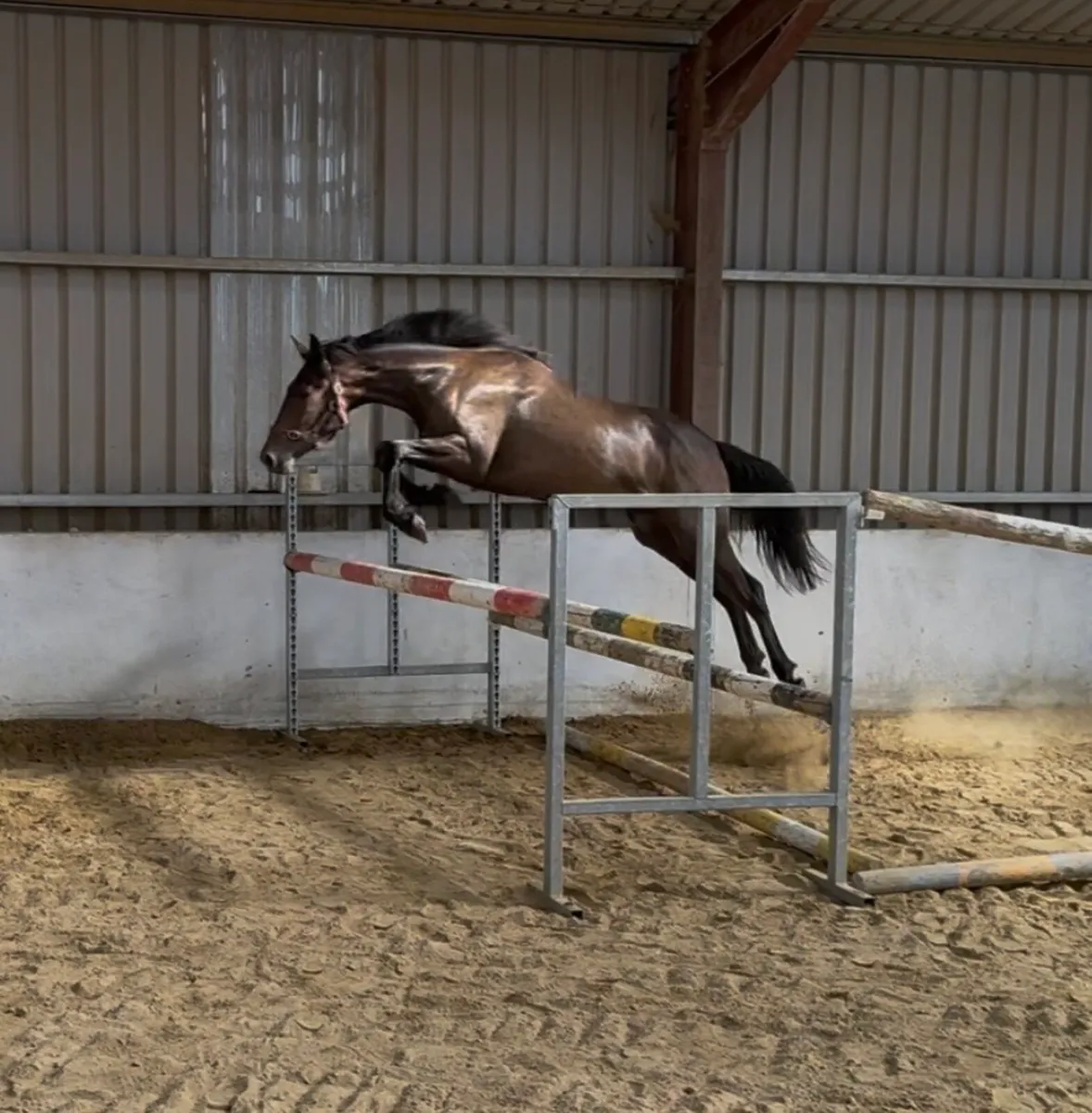 3 year old Phenomene blu Vdm gelding - Image 1