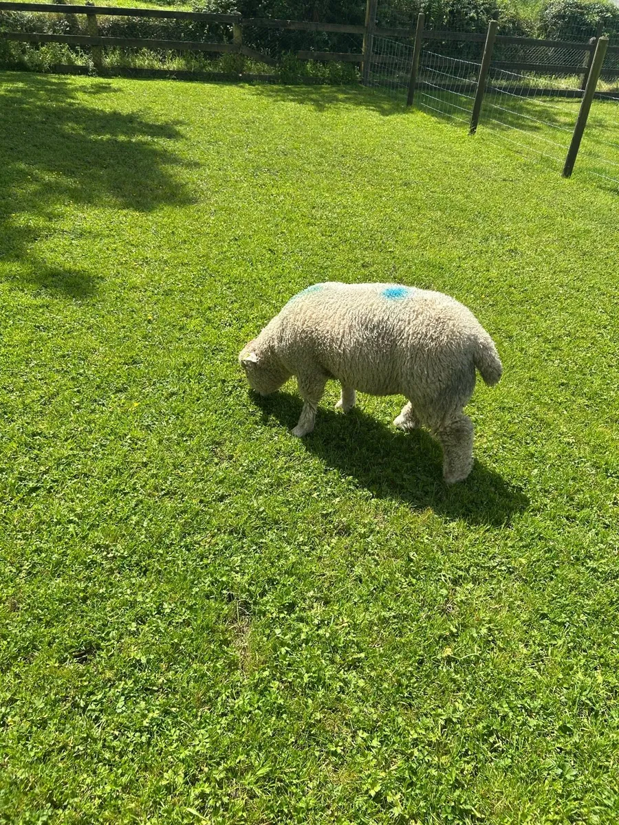 Dorset ram lamb - Image 3