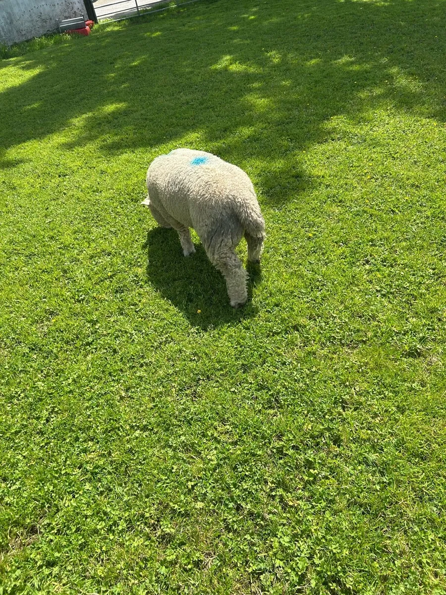 Dorset ram lamb - Image 4