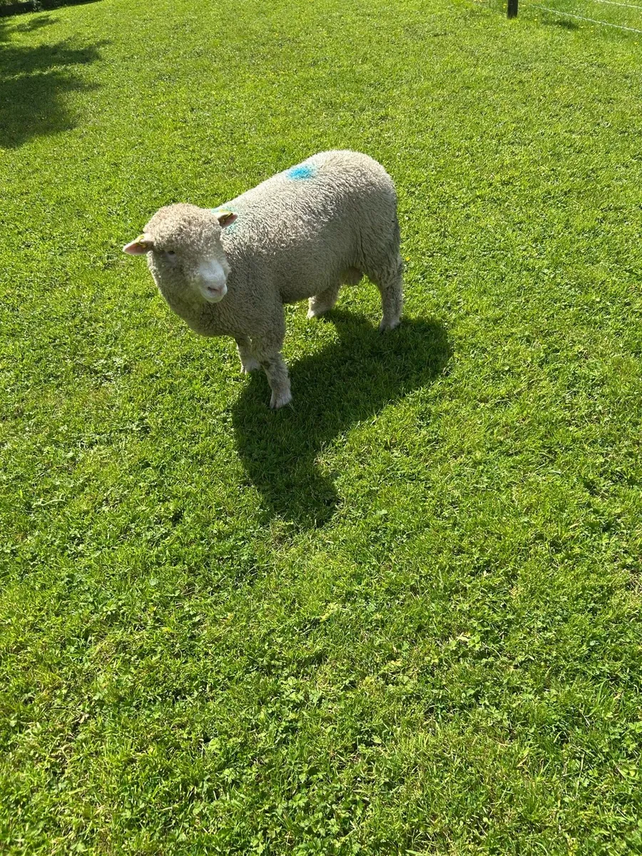 Dorset ram lamb - Image 1