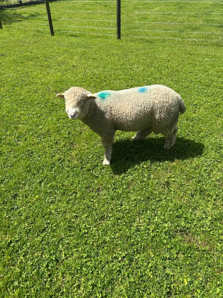 Dorset ram lamb - Image 2