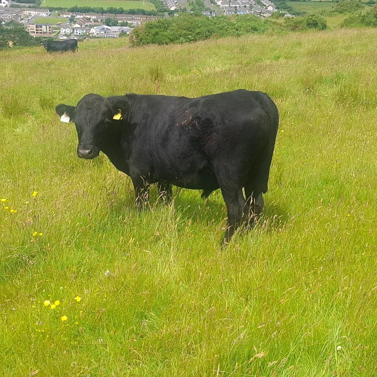 Organic Bullocks - Image 3