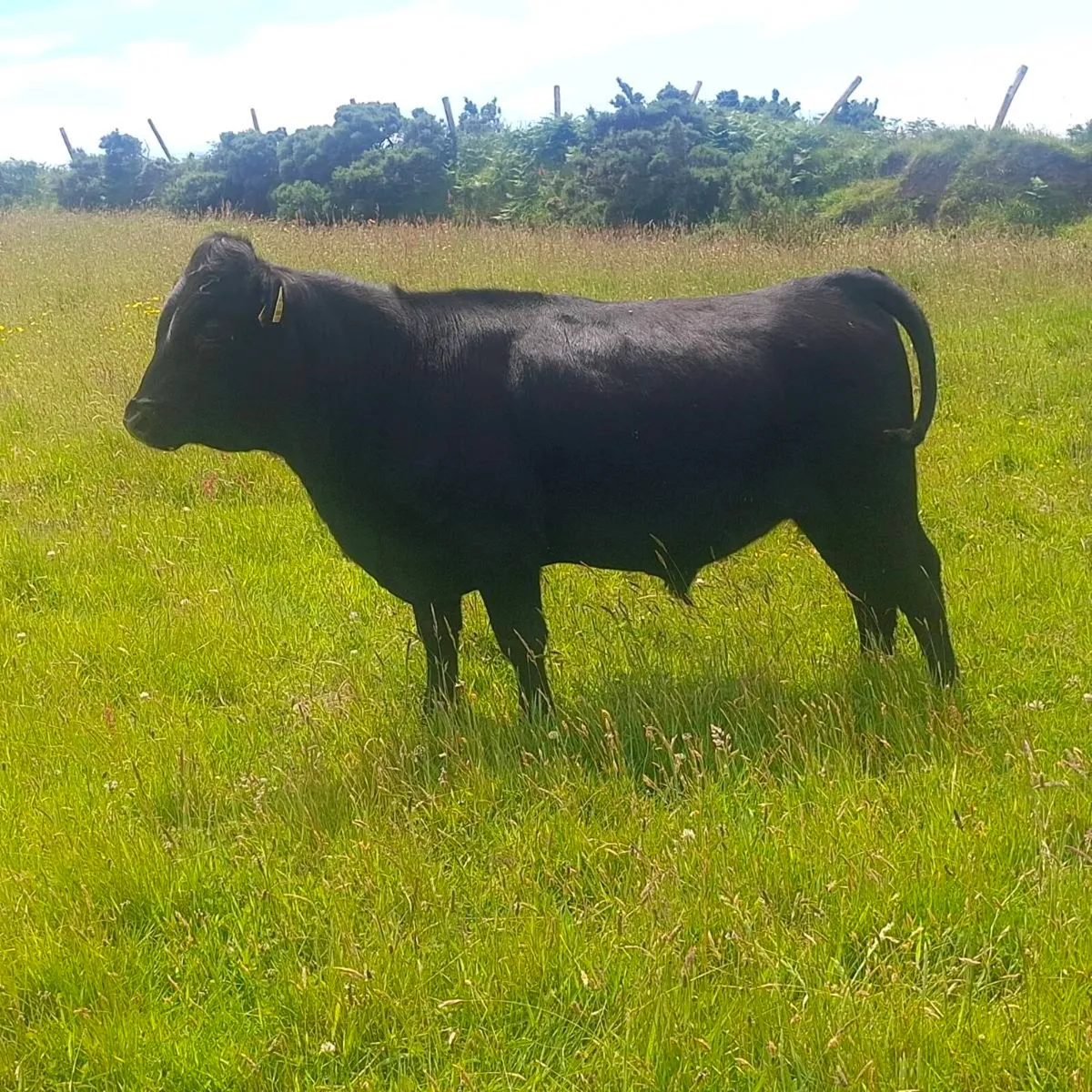 Organic Bullocks - Image 4