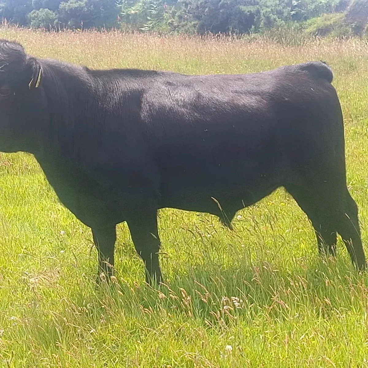 Organic Bullocks - Image 2