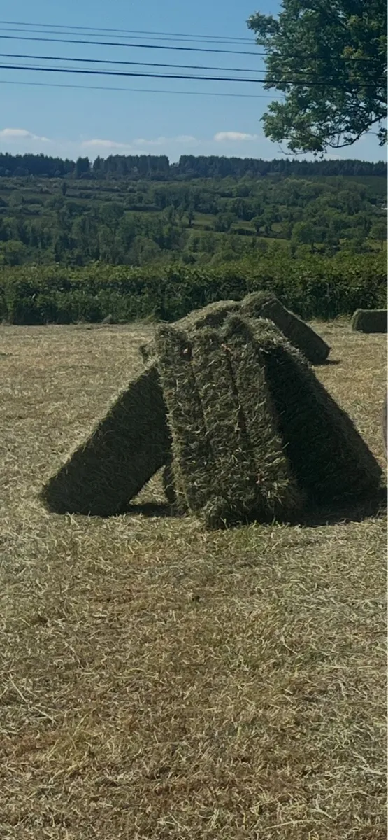 Square bales of hay - Image 2