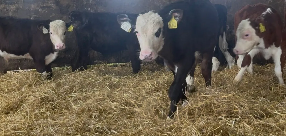 7 smashing bull runners - Image 2