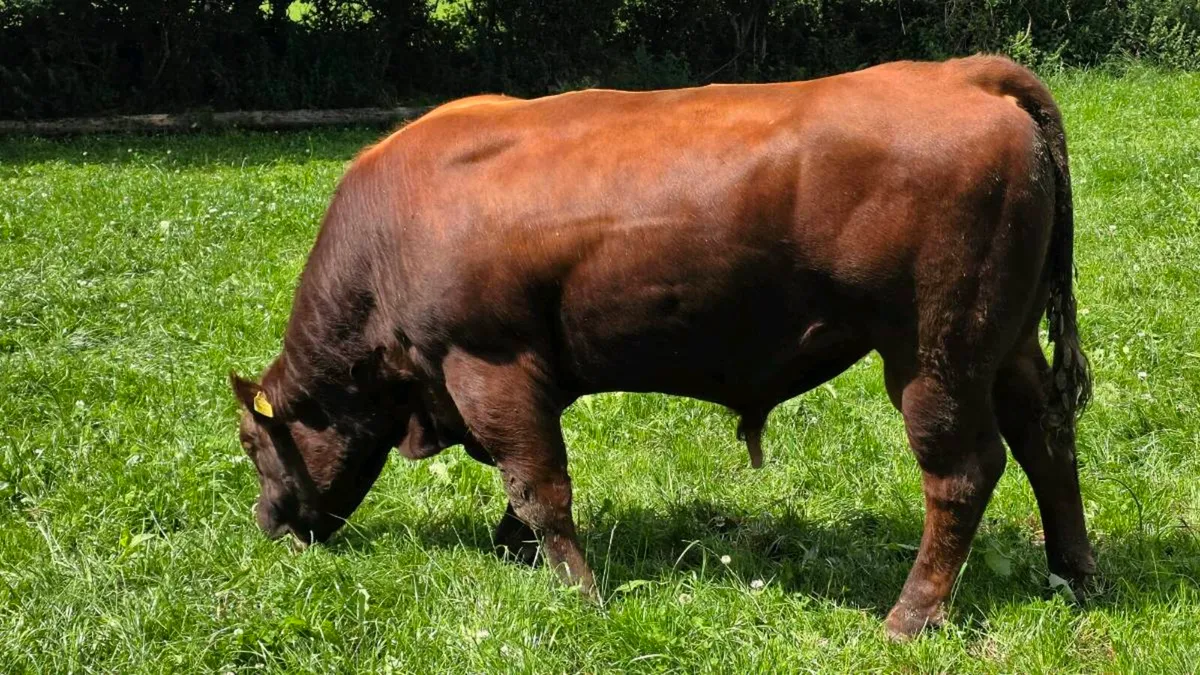 Red Angus Bulls - Image 2