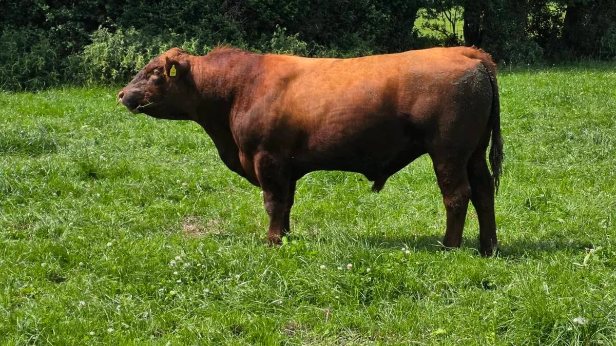 Red Angus Bulls - Image 3