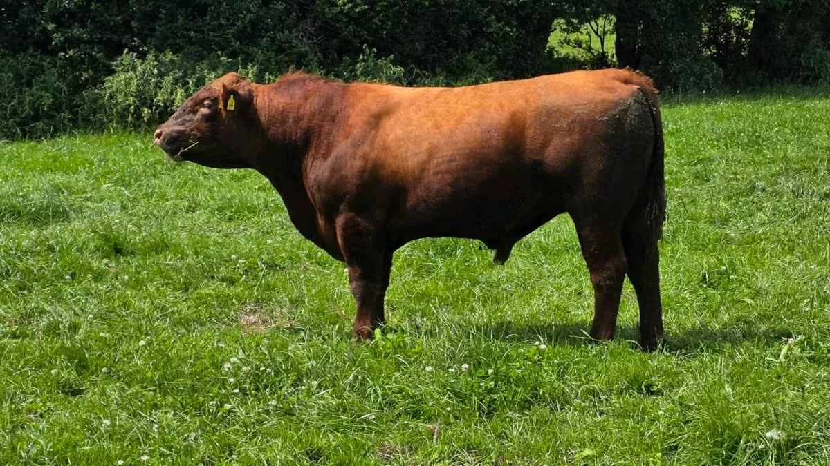 Red Angus Bulls - Image 4