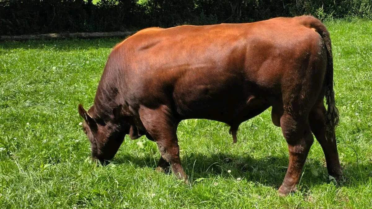 Red Angus Bulls - Image 1