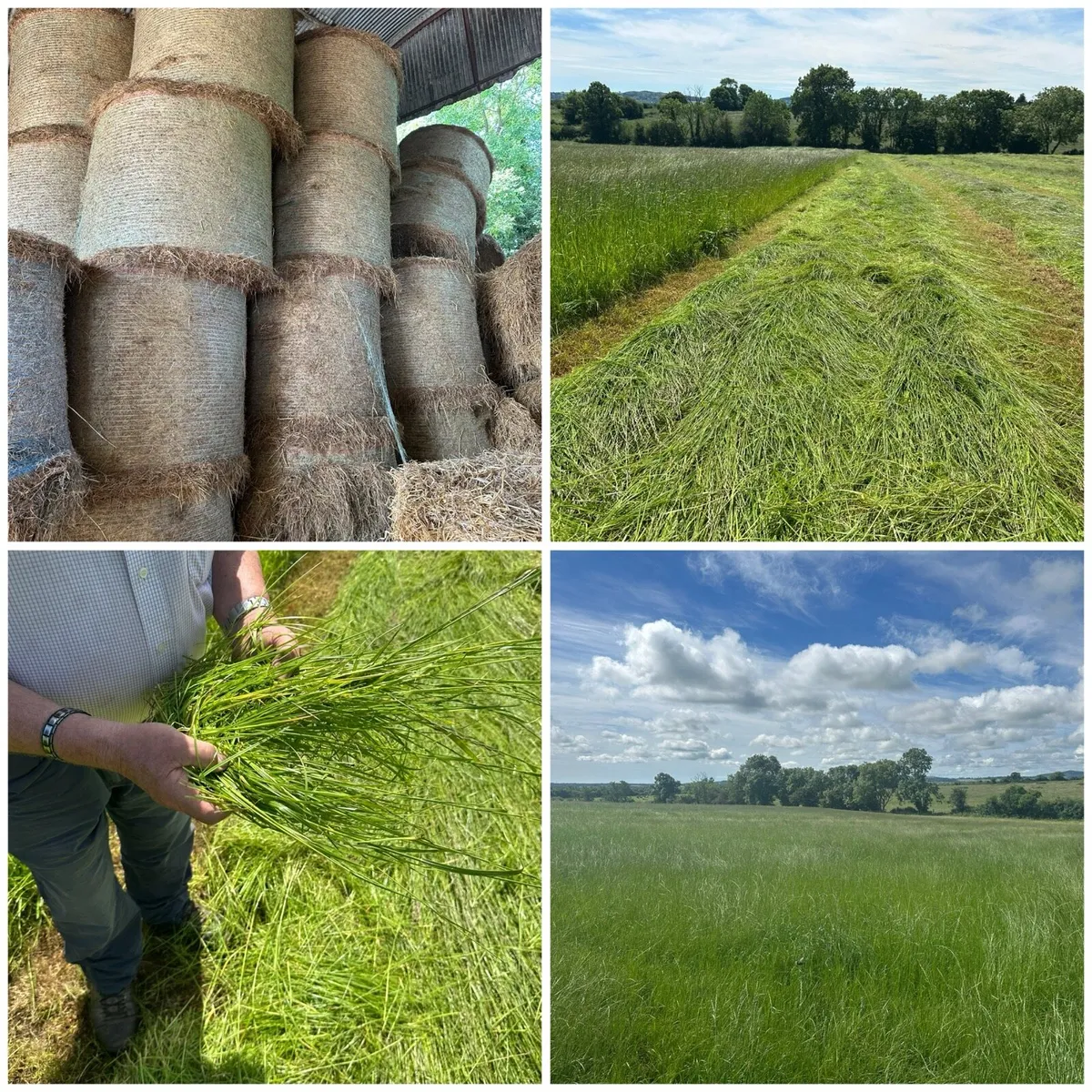 Quality Hay - Round bales - 2025 and 2026