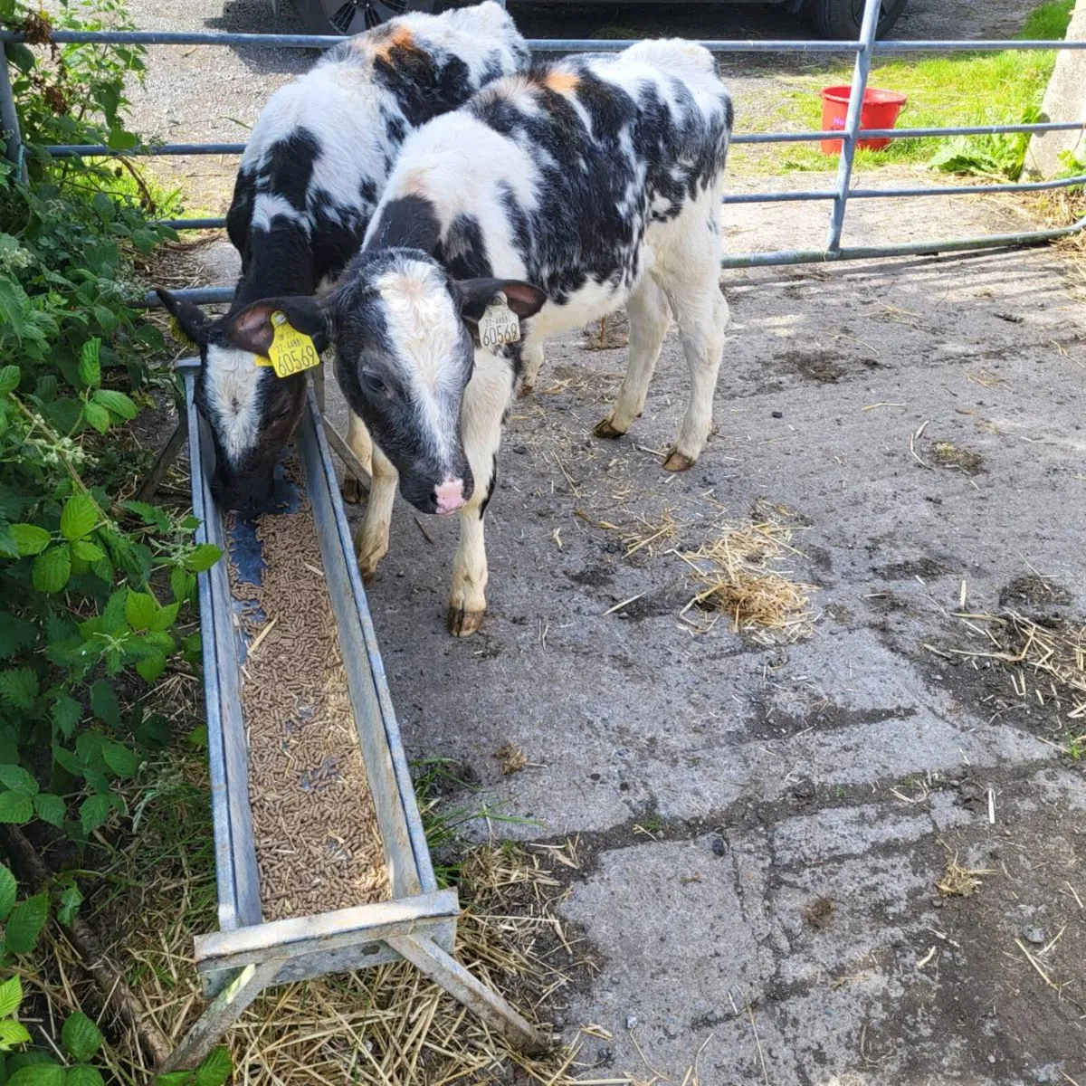 Calves  and runners - Image 3