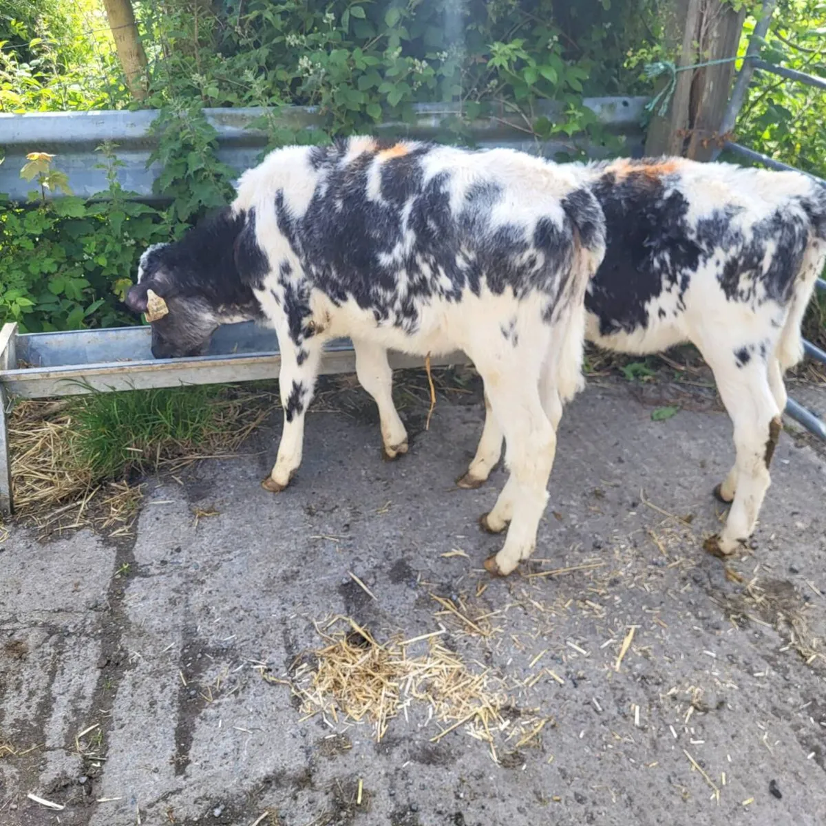 Calves  and runners - Image 1