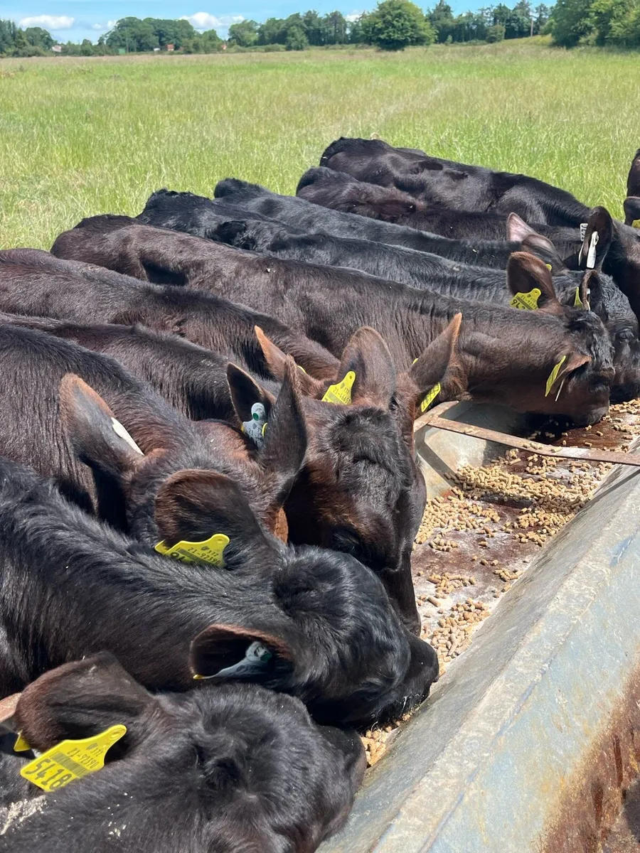 16 Angus heifers fully weaned - Image 4