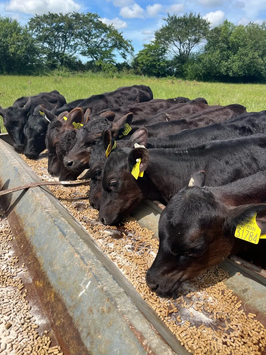 16 Angus heifers fully weaned - Image 1