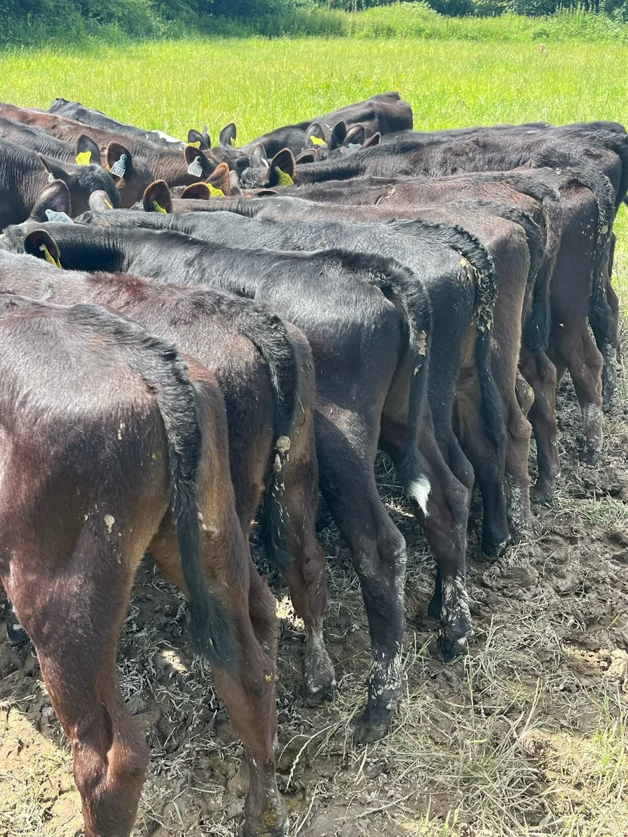 16 Angus heifers fully weaned - Image 2