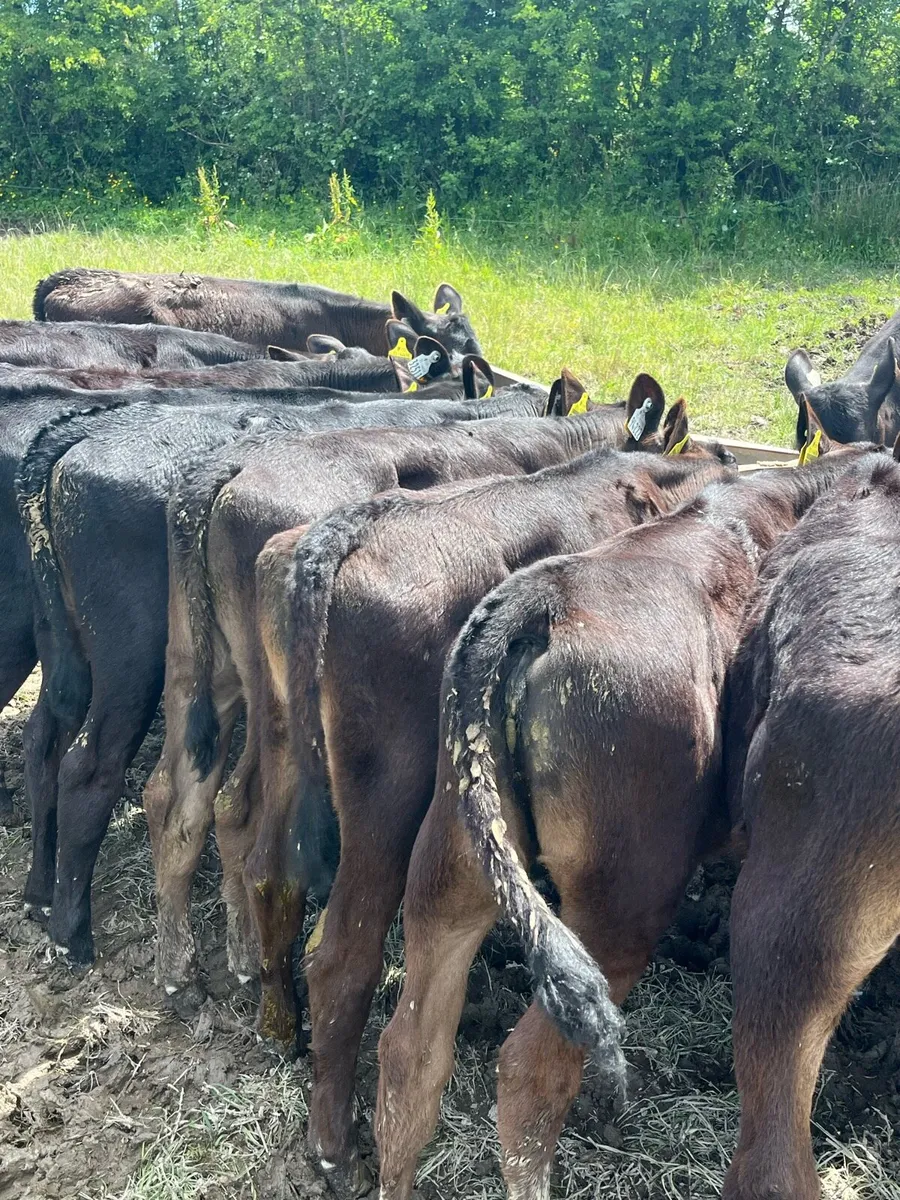 16 Angus heifers fully weaned - Image 3