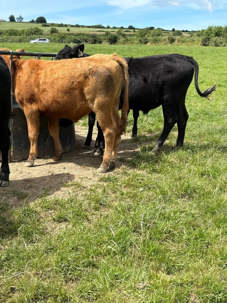 8 bullocks - Image 1