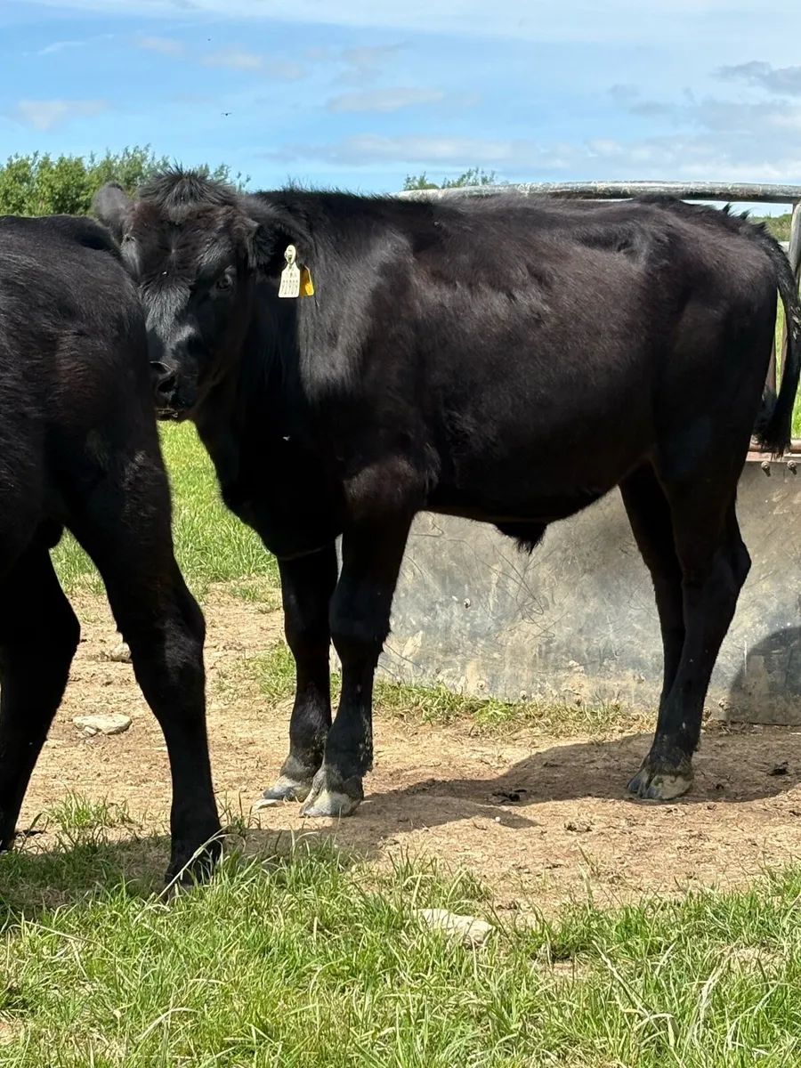 8 bullocks - Image 2