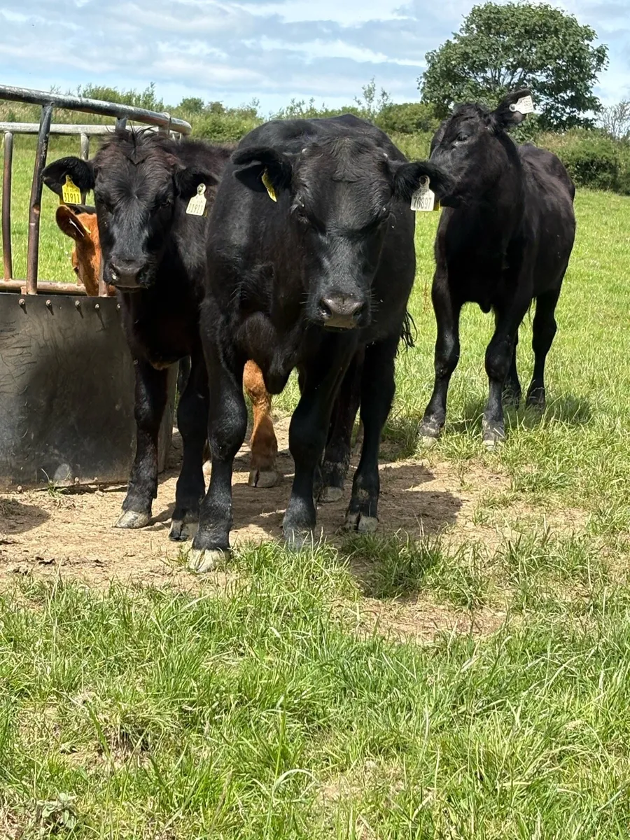 8 bullocks - Image 3