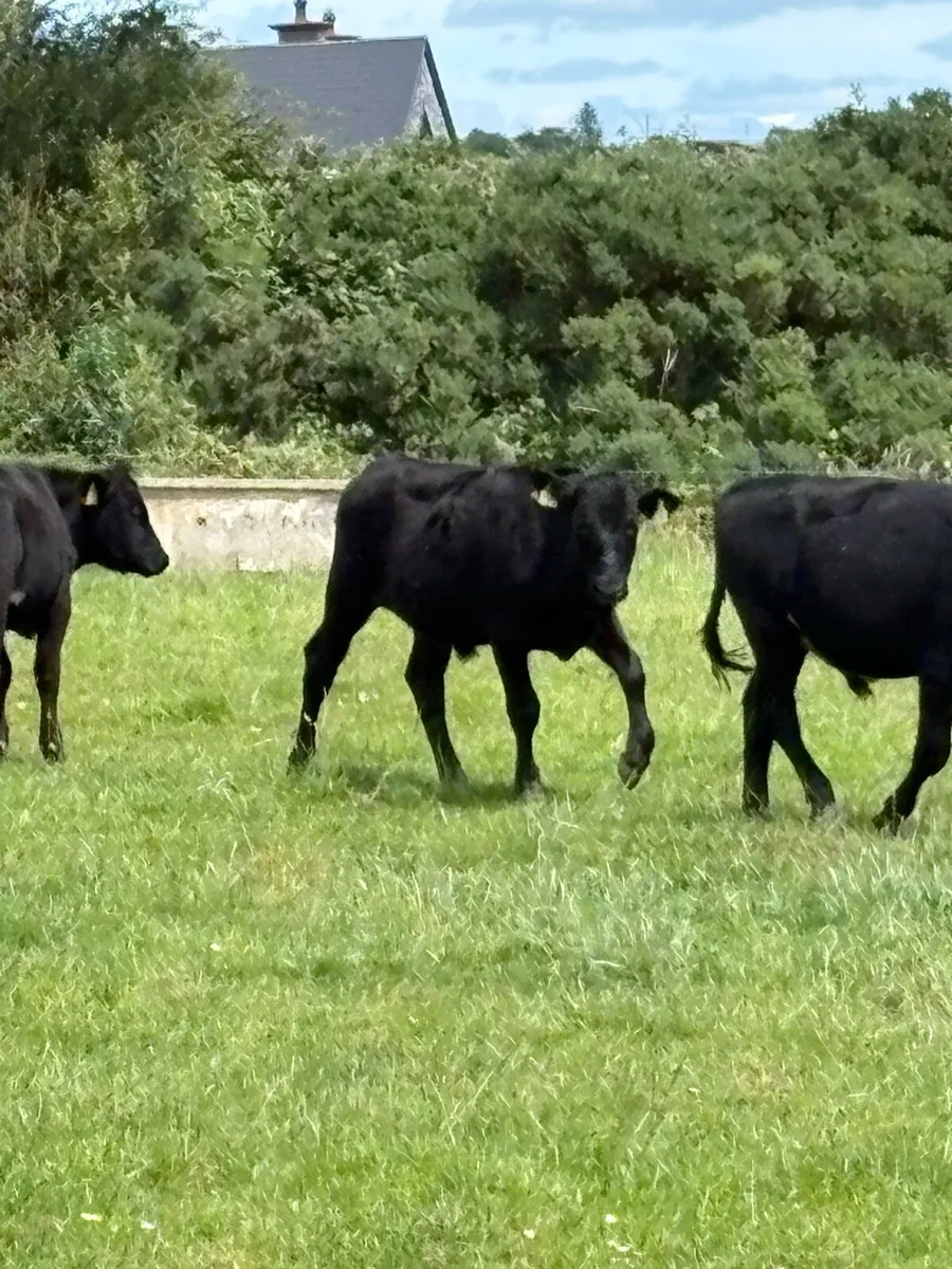 8 bullocks - Image 4