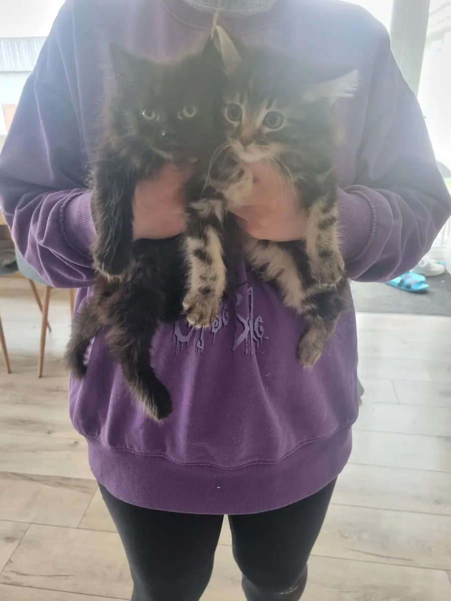long haired maine coon mix kittens - Image 2
