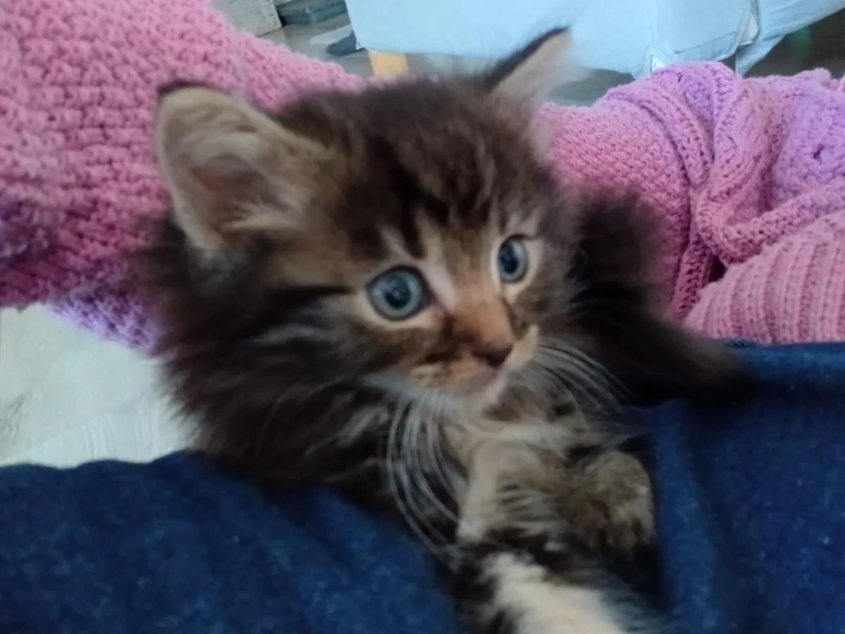 long haired maine coon mix kittens - Image 3