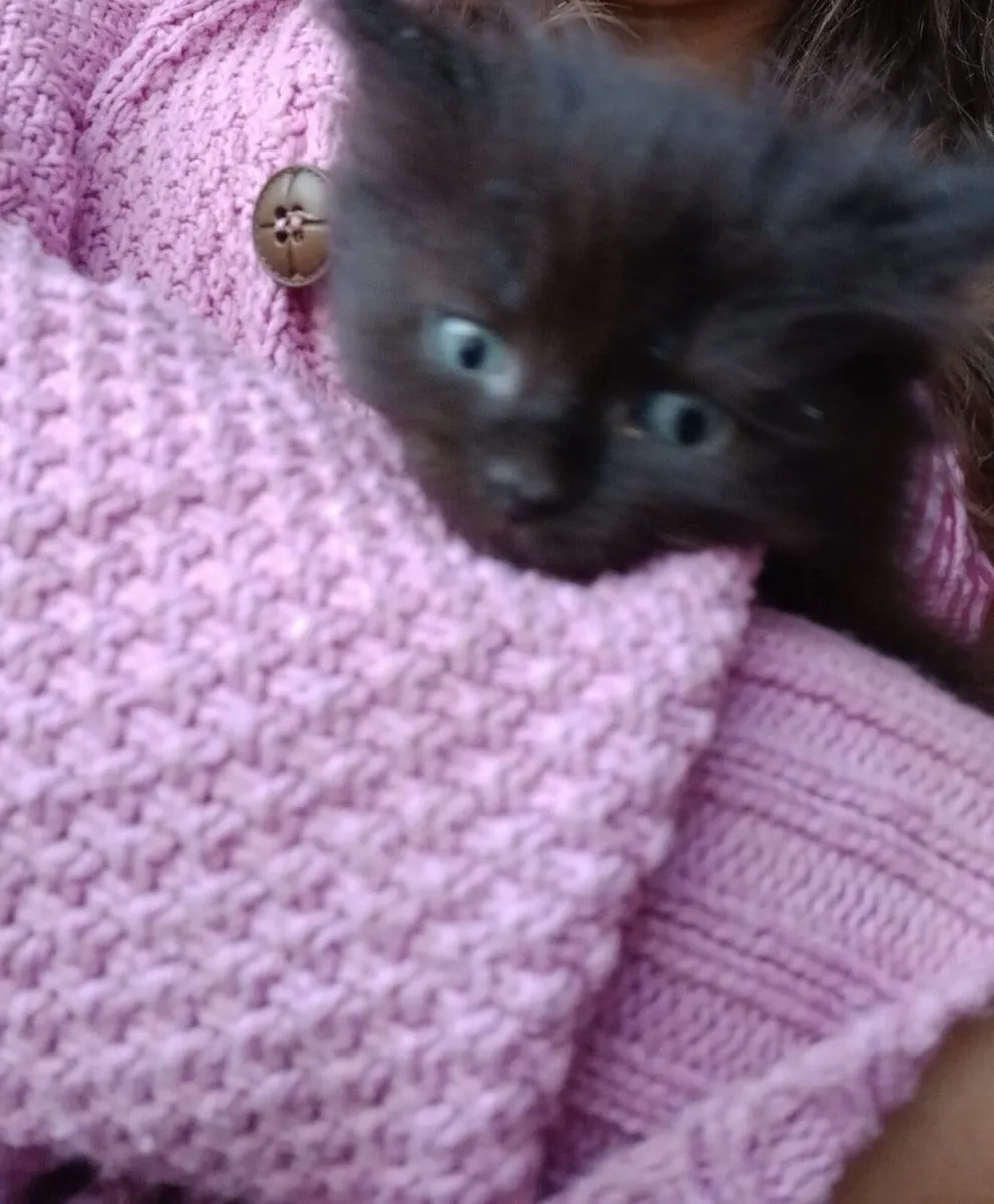 long haired maine coon mix kittens - Image 4