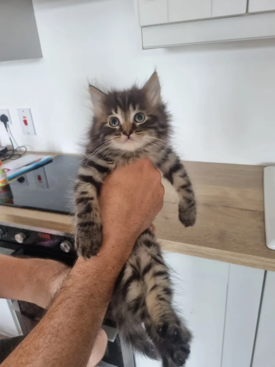 long haired maine coon mix kittens - Image 1