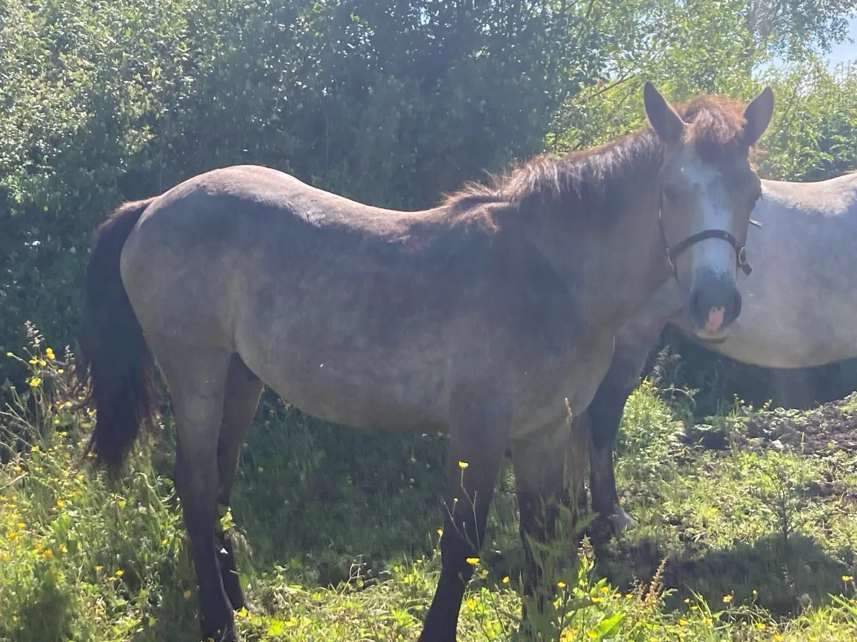 Horses - Image 1