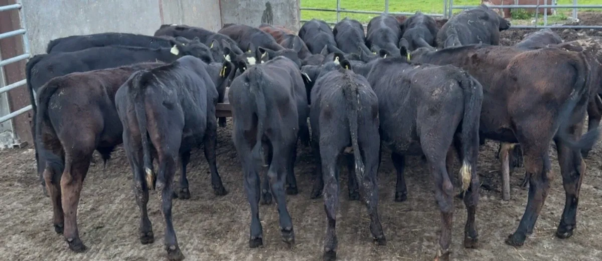 20 AA bull runners - Image 1