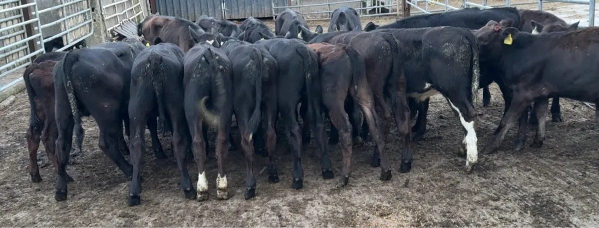 20 AA bull runners - Image 2