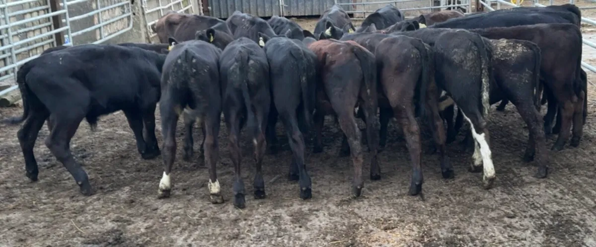 20 AA bull runners - Image 3