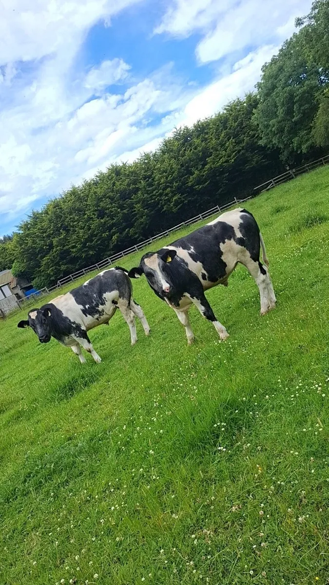 BBX Bullocks