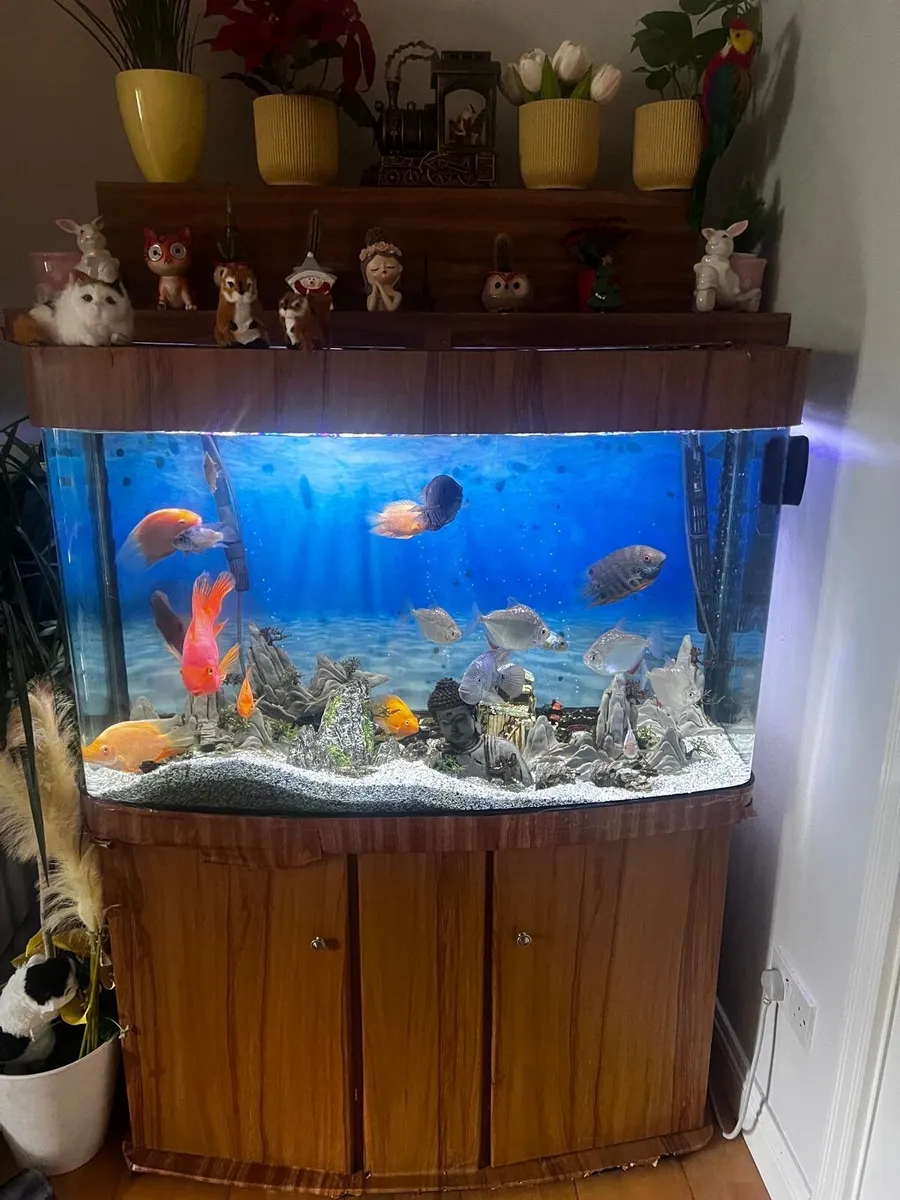Fish tank - Image 3