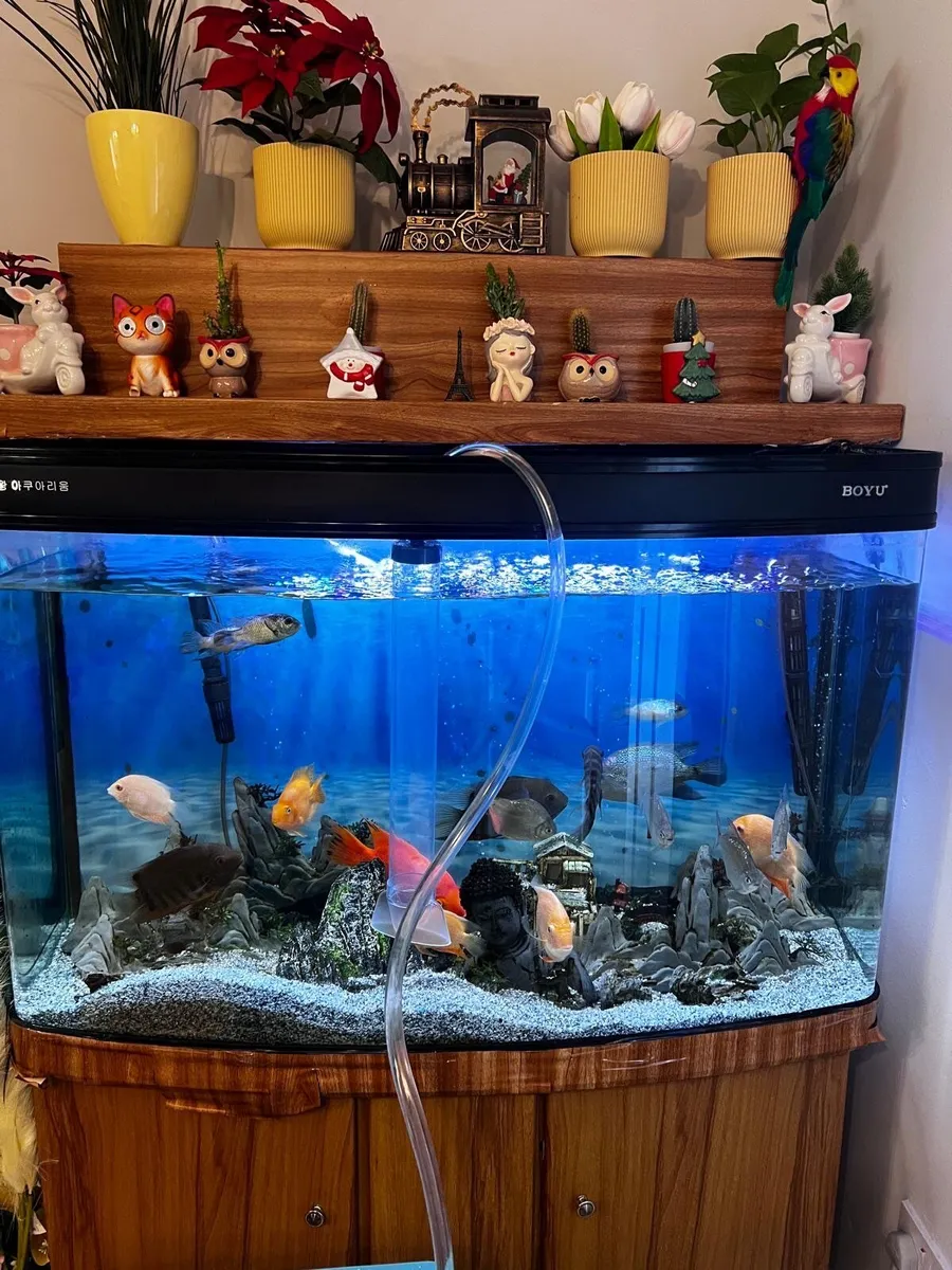 Fish tank - Image 4