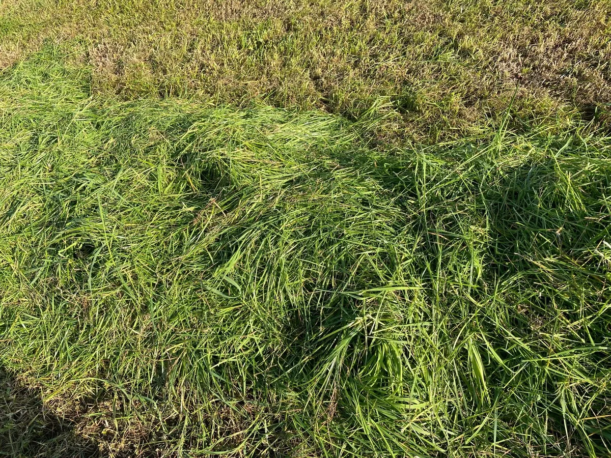Square bales of hay - Image 4