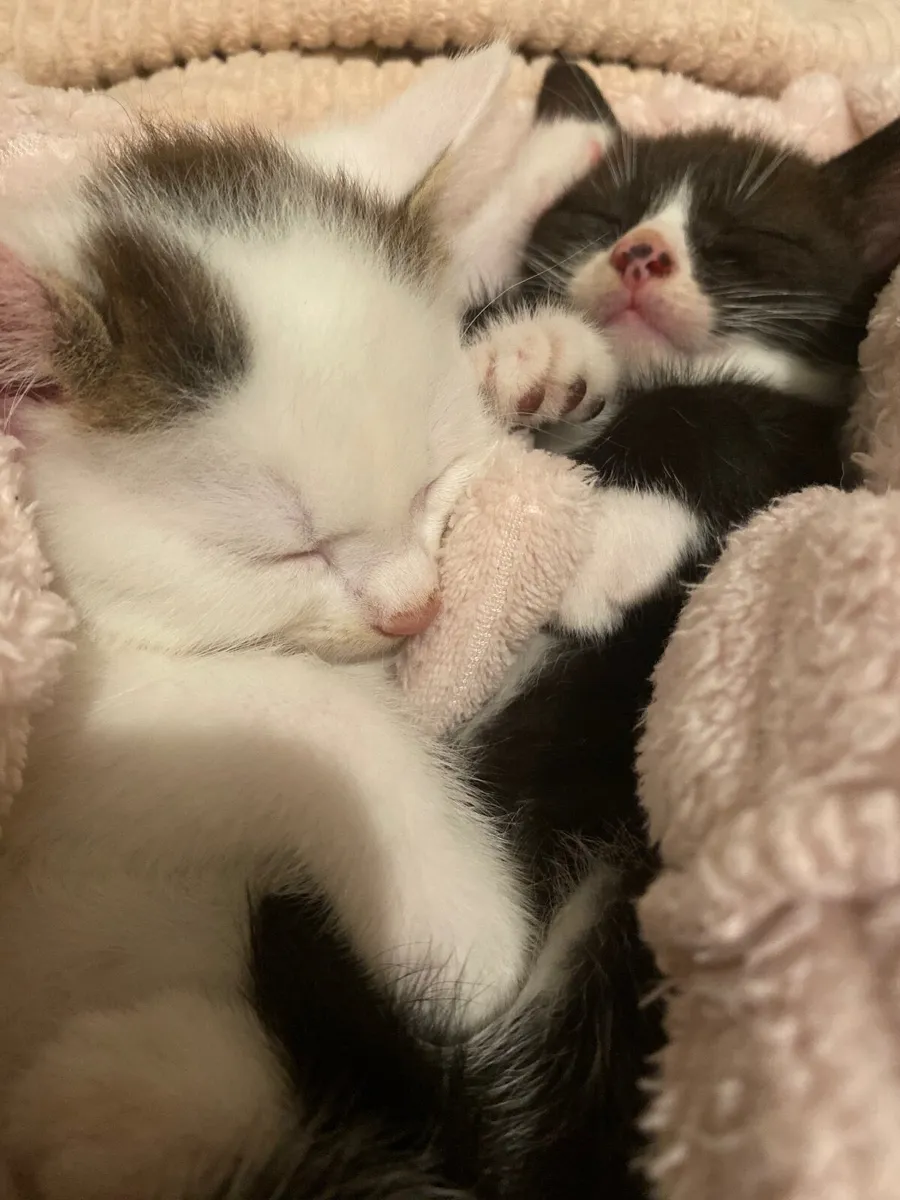 Beautiful Kittens-potty trained - Image 1