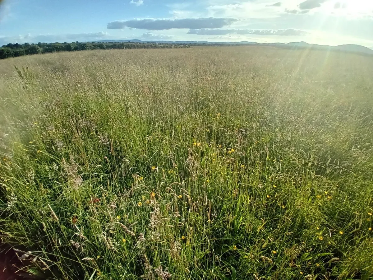 Meadows for silage/hay - Image 1