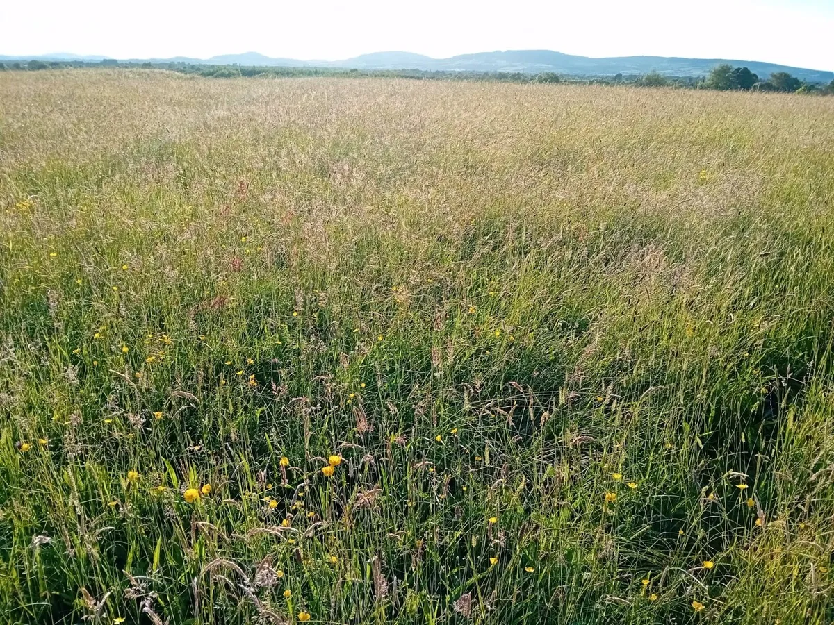 Meadows for silage/hay - Image 2
