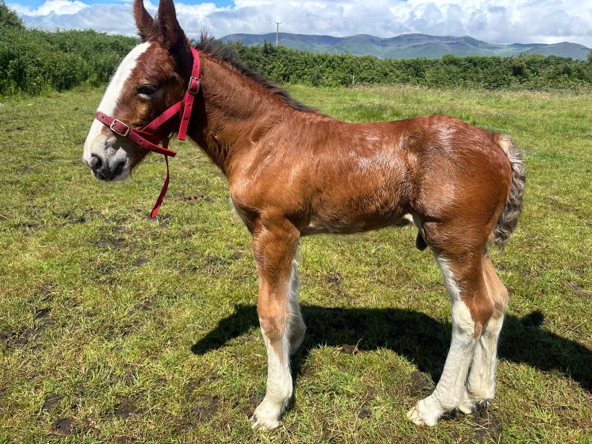 Clydesdale foal - Image 1